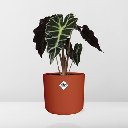Alocasia ‘Polly’ in ELHO b.for soft rond 14cm brique