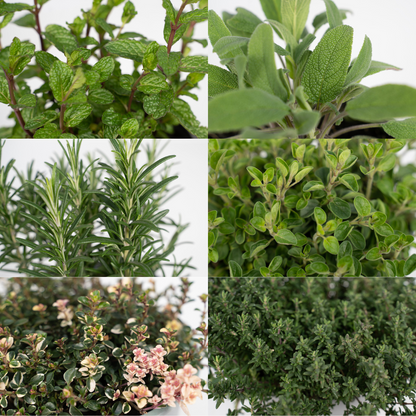Tuinkräuter Mix im 14 cm Topf – Frische Gartenkräuter