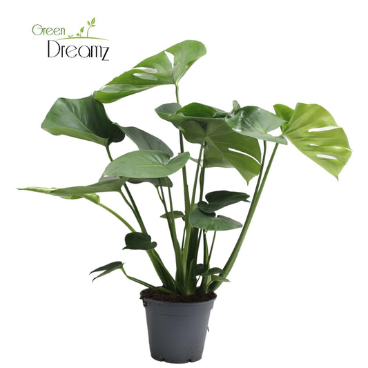 Monstera Deliciosa – Pflegeleichtes Fensterblatt, 65 cm