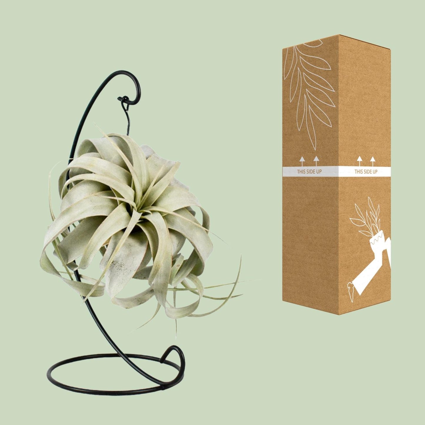 Tillandsia King Xero – pflegeleichte Luftpflanze Ø12cm