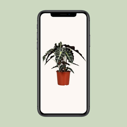 Alocasia Polly – Pflegeleichte, elegante Zimmerpflanze Ø17cm