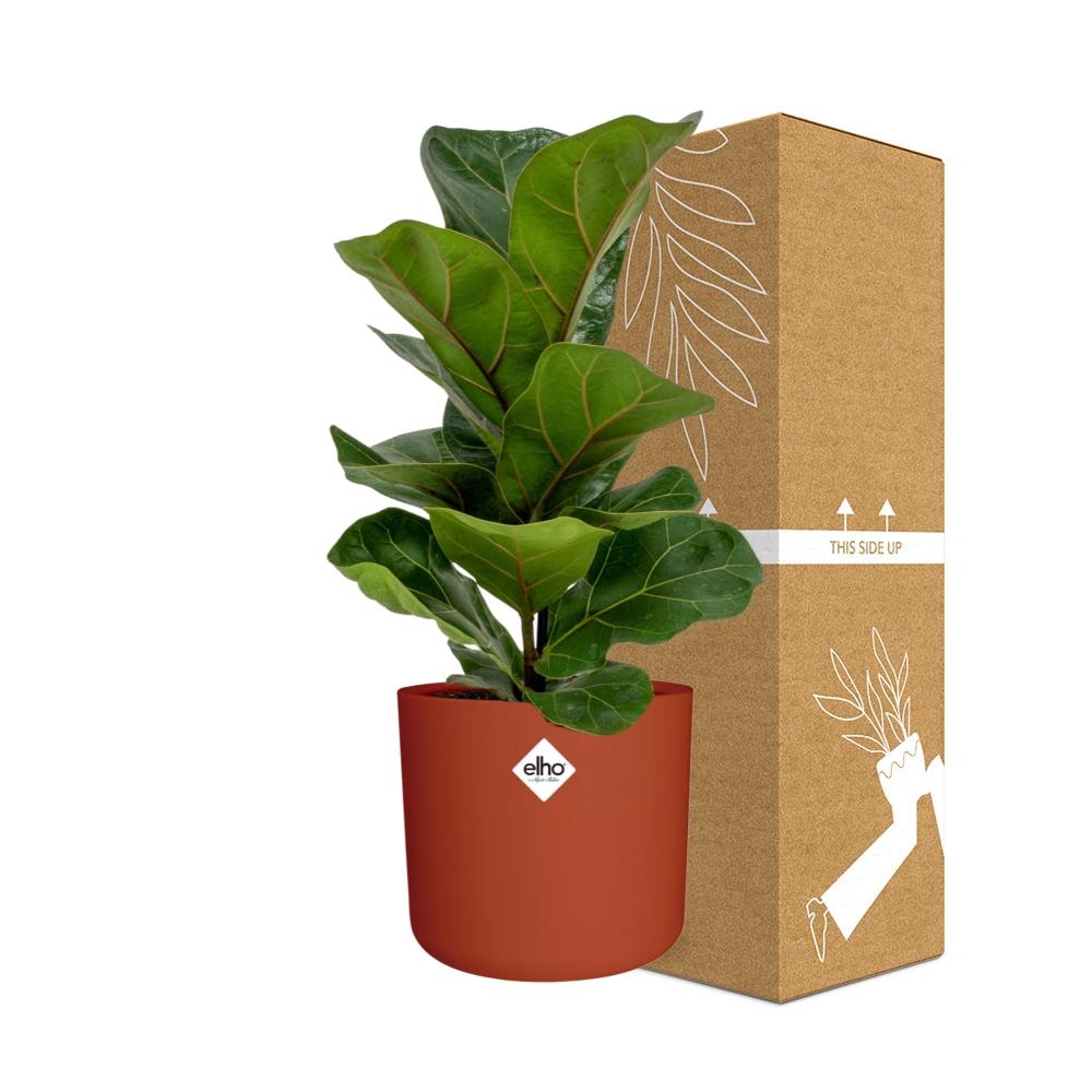Ficus Lyrata ‘Bambino’ – Pflegeleichte Zimmerpflanze 14 cm