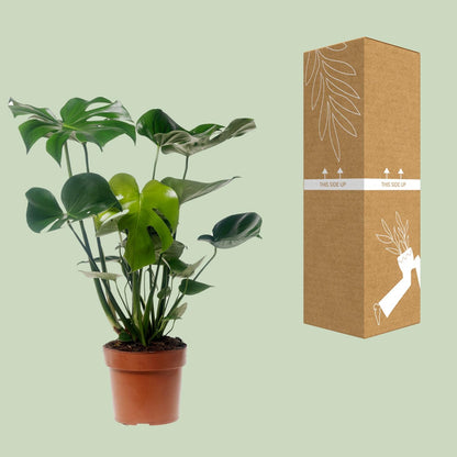 Monstera Deliciosa – Pflegeleichte Zimmerpflanze Ø17cm