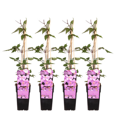 4x Clematis Montana 'var. rubens' – Duftende Kletterpflanze Ø15cm