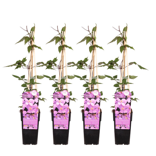 4x Clematis Montana 'var. rubens' – Duftende Kletterpflanze Ø15cm
