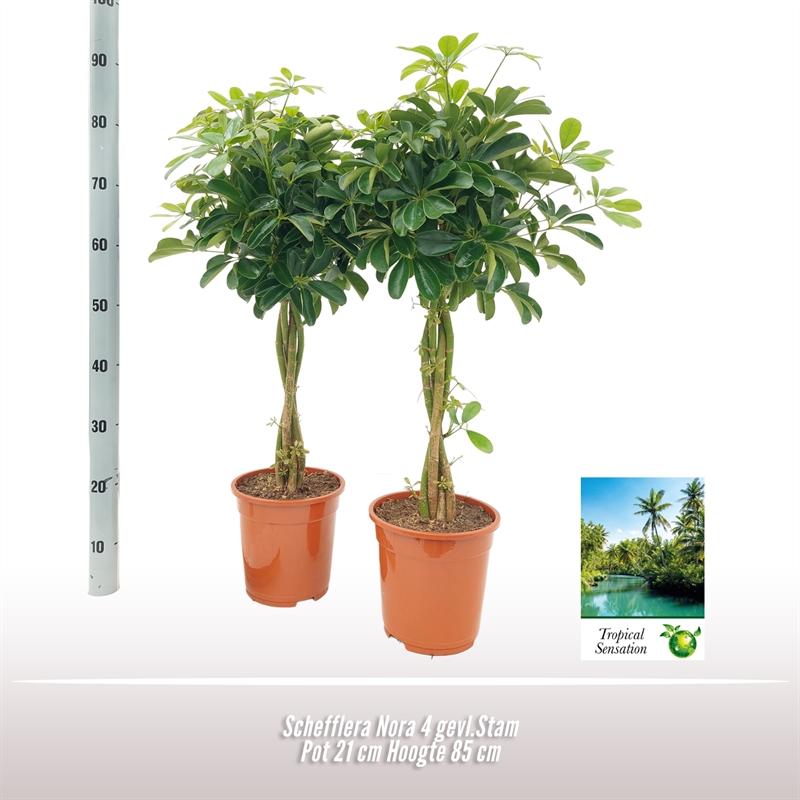 Schefflera Nora – Pflegeleichte Zimmerpflanze Ø21 cm