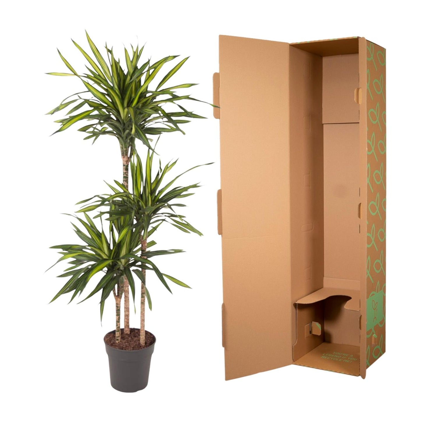 Dracaena Riki – pflegeleichte Zimmerpflanze 140 cm