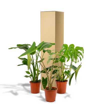 Tropen-Trio: Monstera, Alocasia & Strelitzia Set