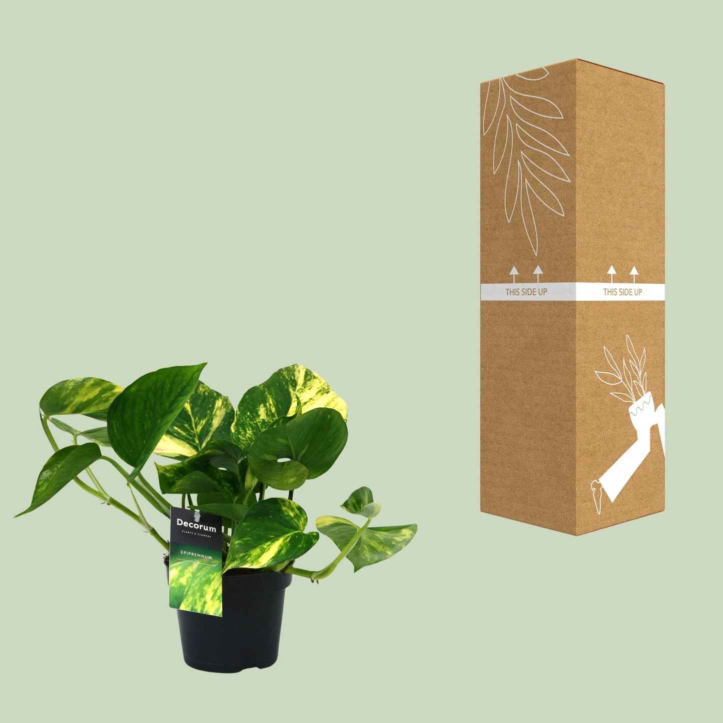 Scindapsus Aureum Ø12cm – Pflegeleichte Zimmerpflanze