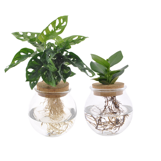 Bolglas Duo Monstera Adansonii & Clusia – 2er Set Ø12cm