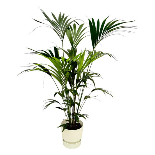 Kentia-Palme im Elho Greenville Round Topf – 160 cm pflegeleicht & modern