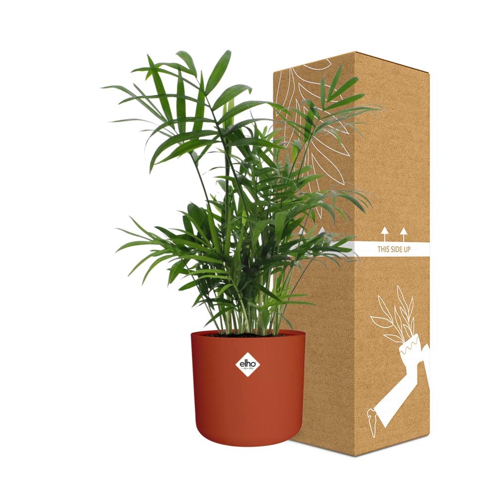 Chamaedorea Zwergbergpalme in ELHO b.for soft Rond 14cm Brique