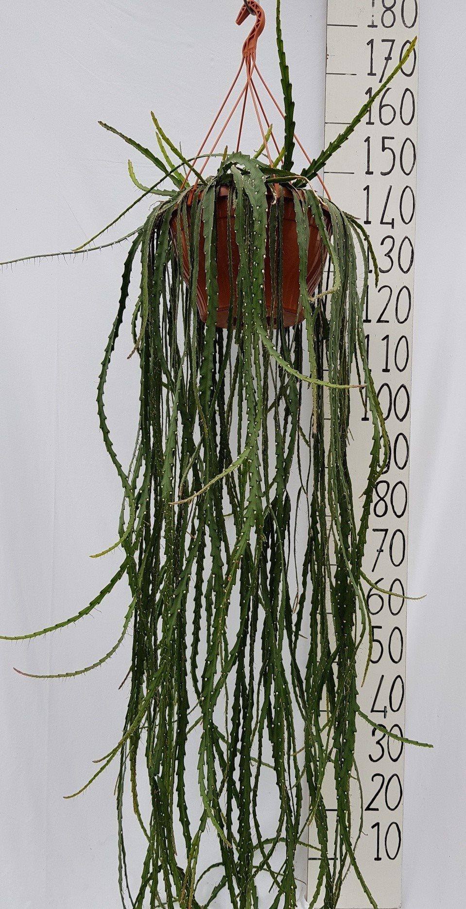 Lepismium Cruciforme – Pflegeleichte luftreinigende Zimmerpflanze