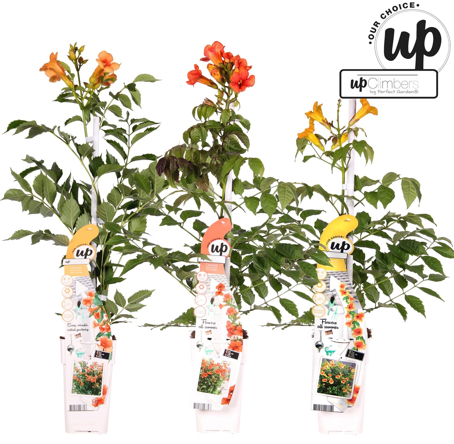 3er-Set Campsis Summer – Bunte Trompetenblumen für Garten & Balkon
