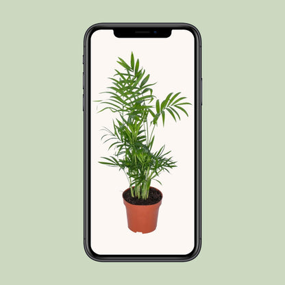 Zwerg-Bergpalme – pflegeleichte Zimmerpflanze Ø12cm, 50cm hoch