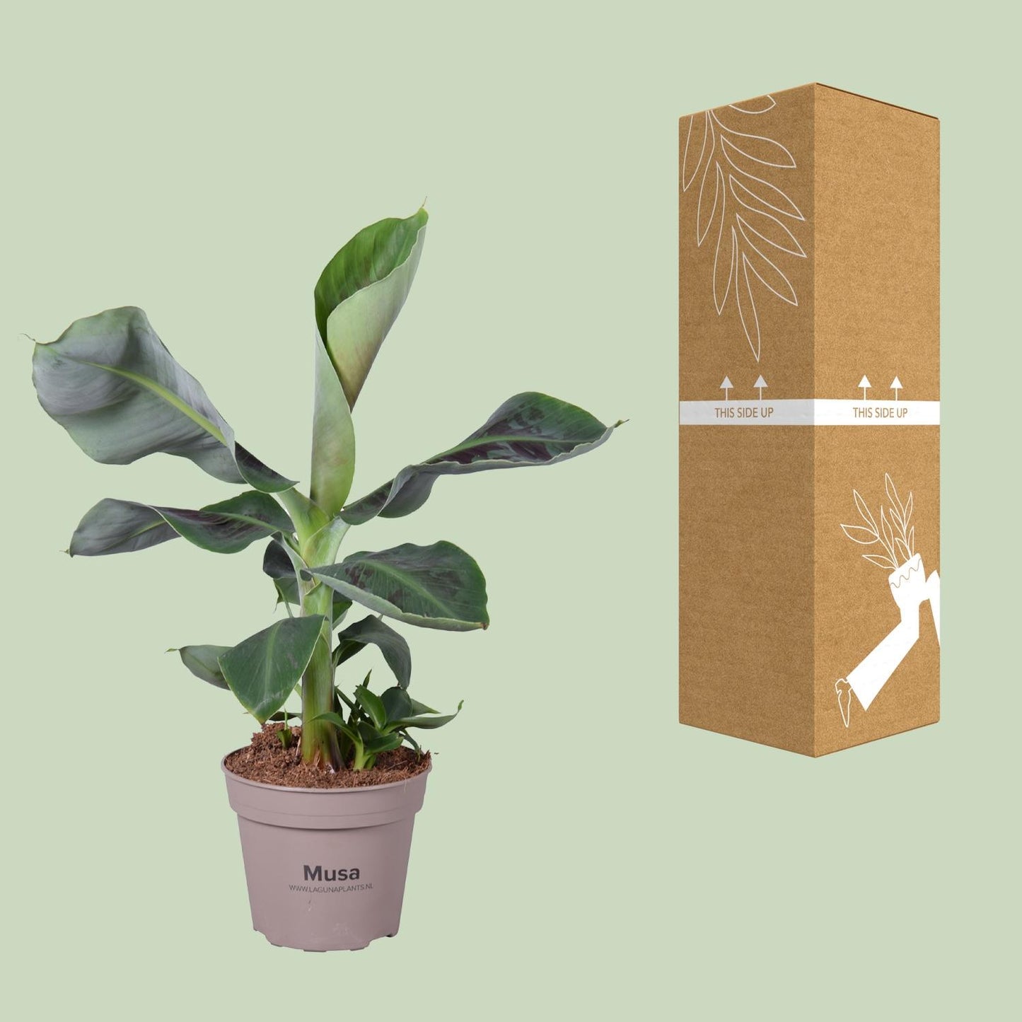 Musa Oriental Dwarf – Pflegeleichte Zimmerpflanze Ø15cm