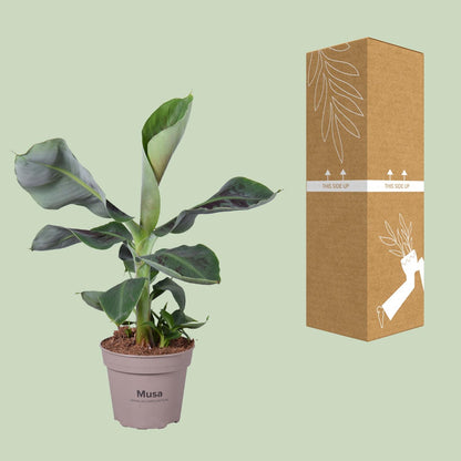 Musa Oriental Dwarf – Pflegeleichte Zimmerpflanze Ø15cm