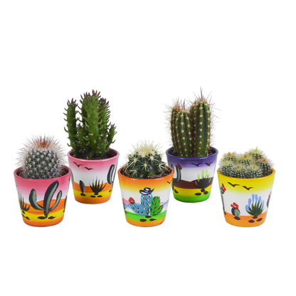 Kakteenmischung 5x im handbemalten Mexiko-Pot 5,5 cm