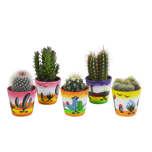 Kakteenmischung 5x im handbemalten Mexiko-Pot 5,5 cm