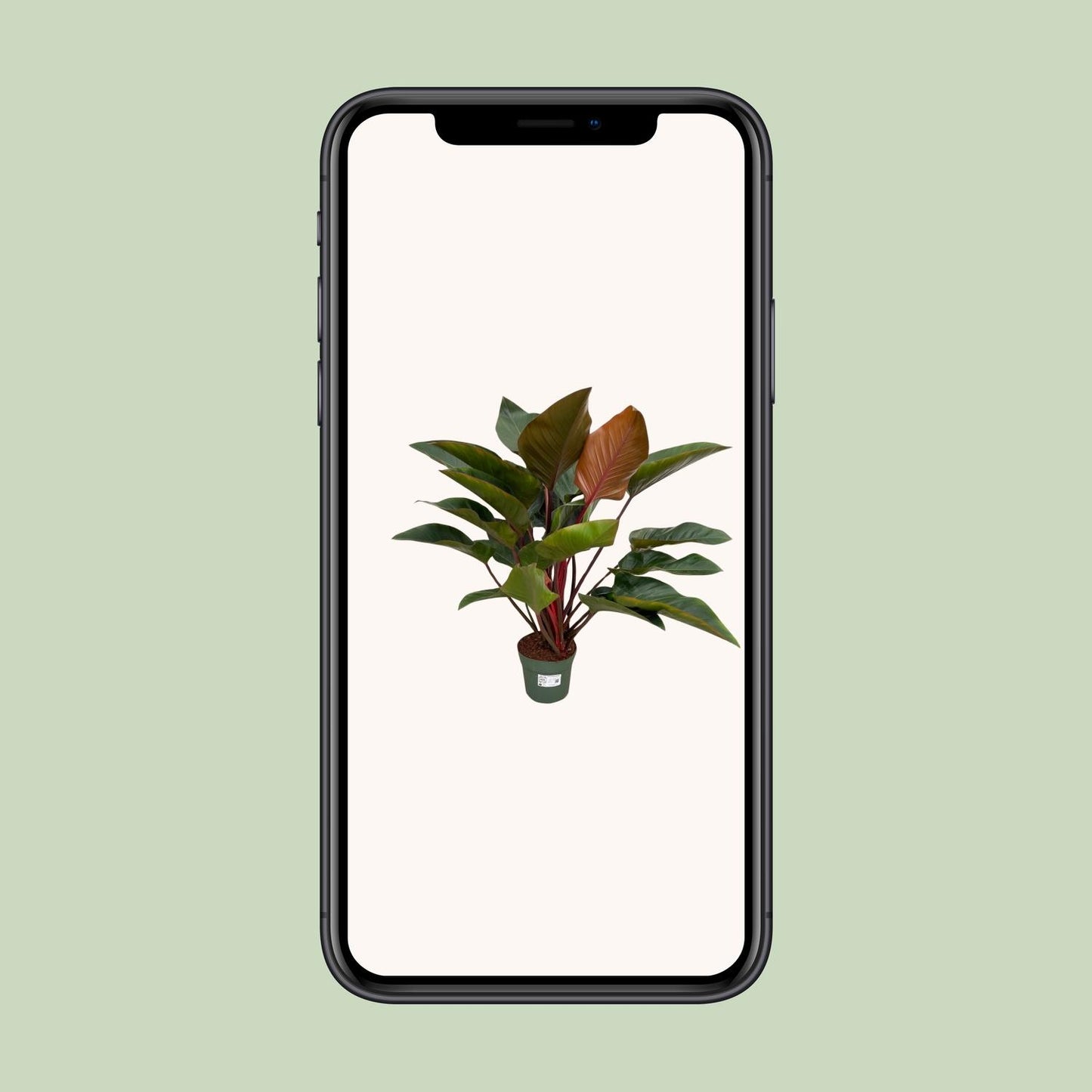 Philodendron Red Beauty – Tropische, pflegeleichte Zimmerpflanze 100 cm