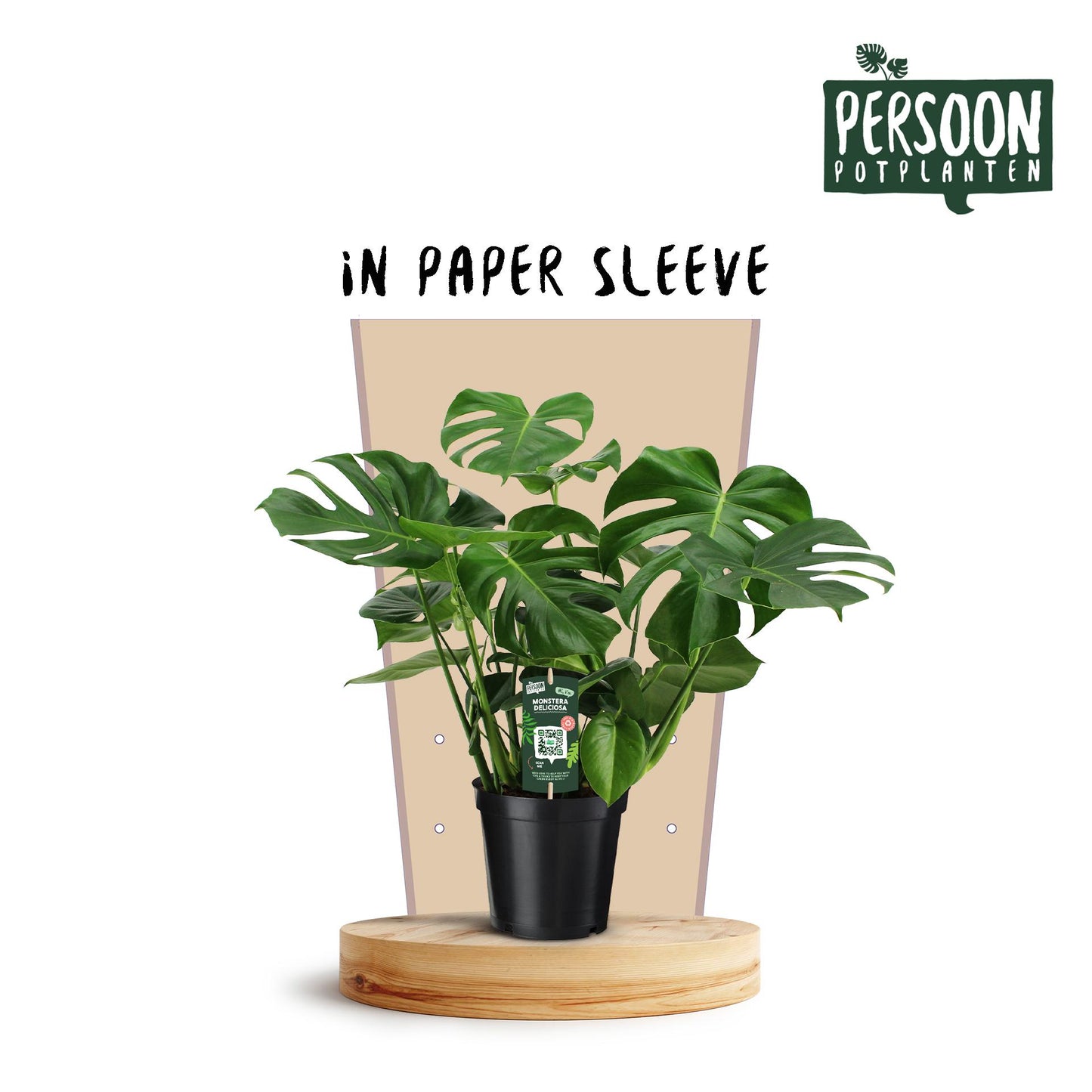 Monstera Deliciosa – Pflegeleichte Luftreiniger-Pflanze Ø21cm