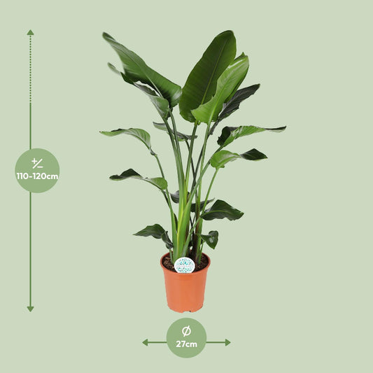Strelitzia Nicolai – Exotische Paradiesvogelblume Ø27cm