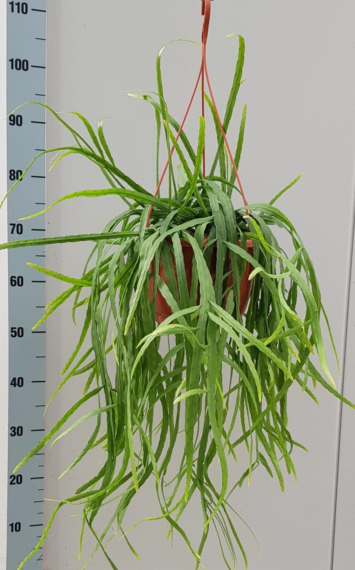 Rhipsalis Holviana – Pflegeleichte Trendpflanze Ø25cm