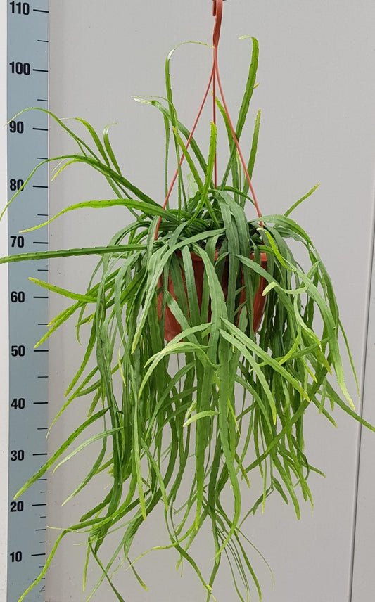 Rhipsalis Holviana – Pflegeleichte Trendpflanze Ø25cm
