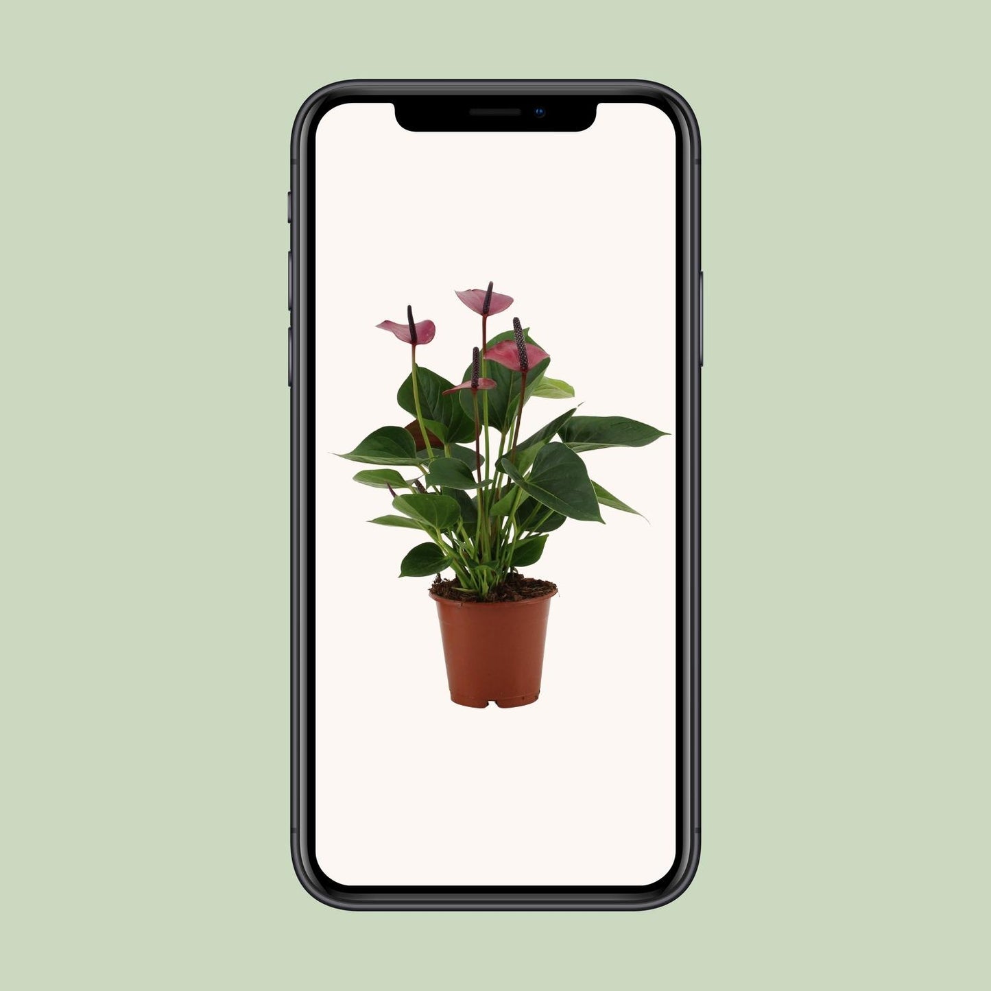 Anthurium Baby Purple – Tropische Zimmerpflanze Ø12cm