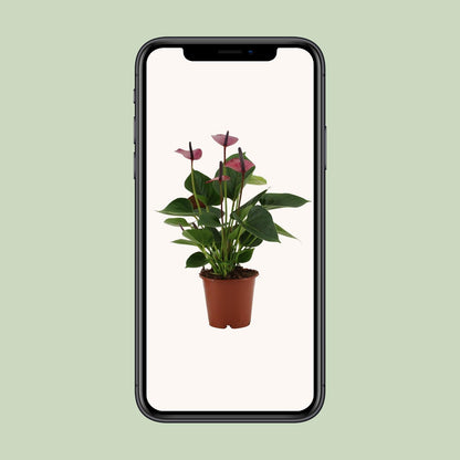 Anthurium Baby Purple – Tropische Zimmerpflanze Ø12cm
