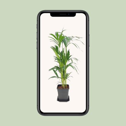 Howea Forsteriana – Pflegeleichte Zimmerpalme Ø21 cm