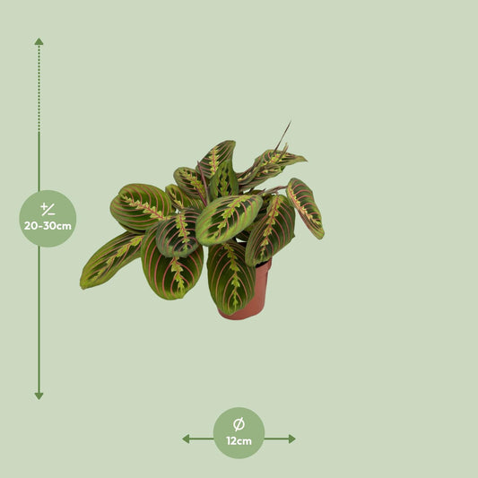 Maranta Fascinator Ø12cm – Pflegeleichte Zimmerpflanze