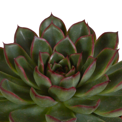 Echeveria-Mix 3er Set im Terrakottatopf 10,5 cm