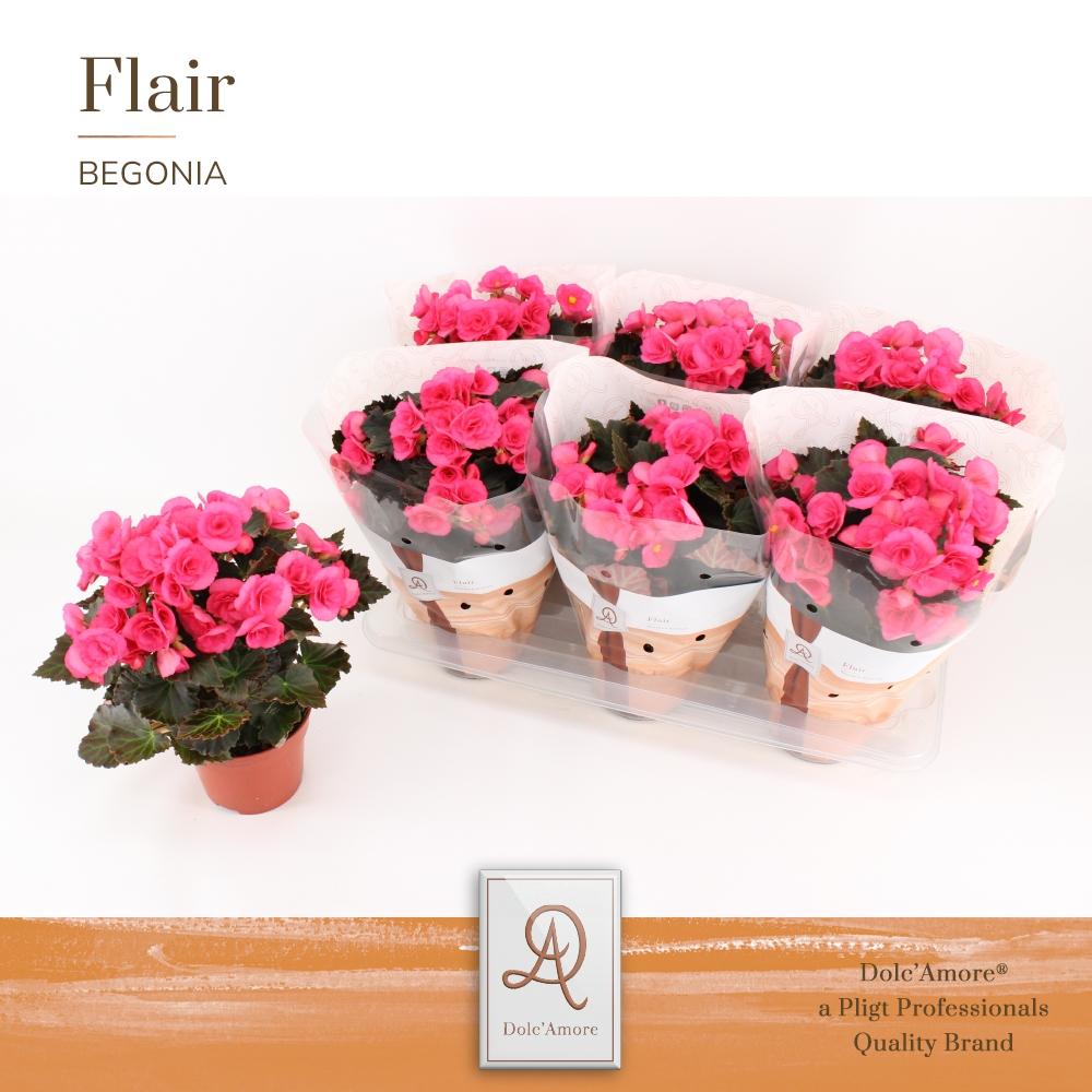Begonie Adonia – Pflegeleichte, elegante Zimmerpflanze Ø14cm