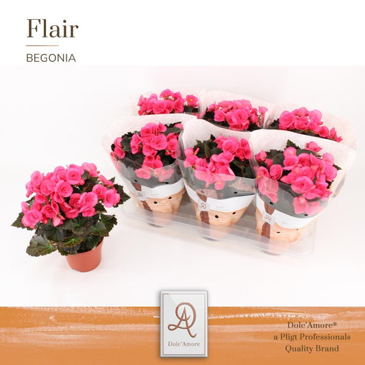 Begonie Adonia – Pflegeleichte, elegante Zimmerpflanze Ø14cm