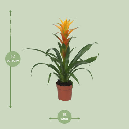 Guzmania Solara – Pflegeleichte tropische Zimmerpflanze Ø12cm