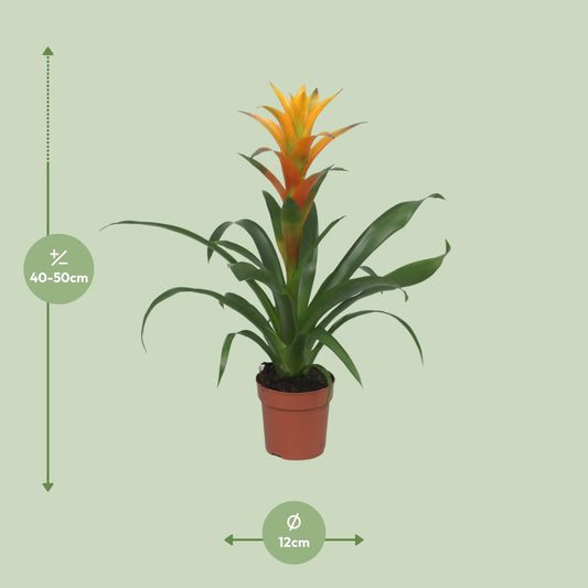 Guzmania Solara – Pflegeleichte tropische Zimmerpflanze Ø12cm