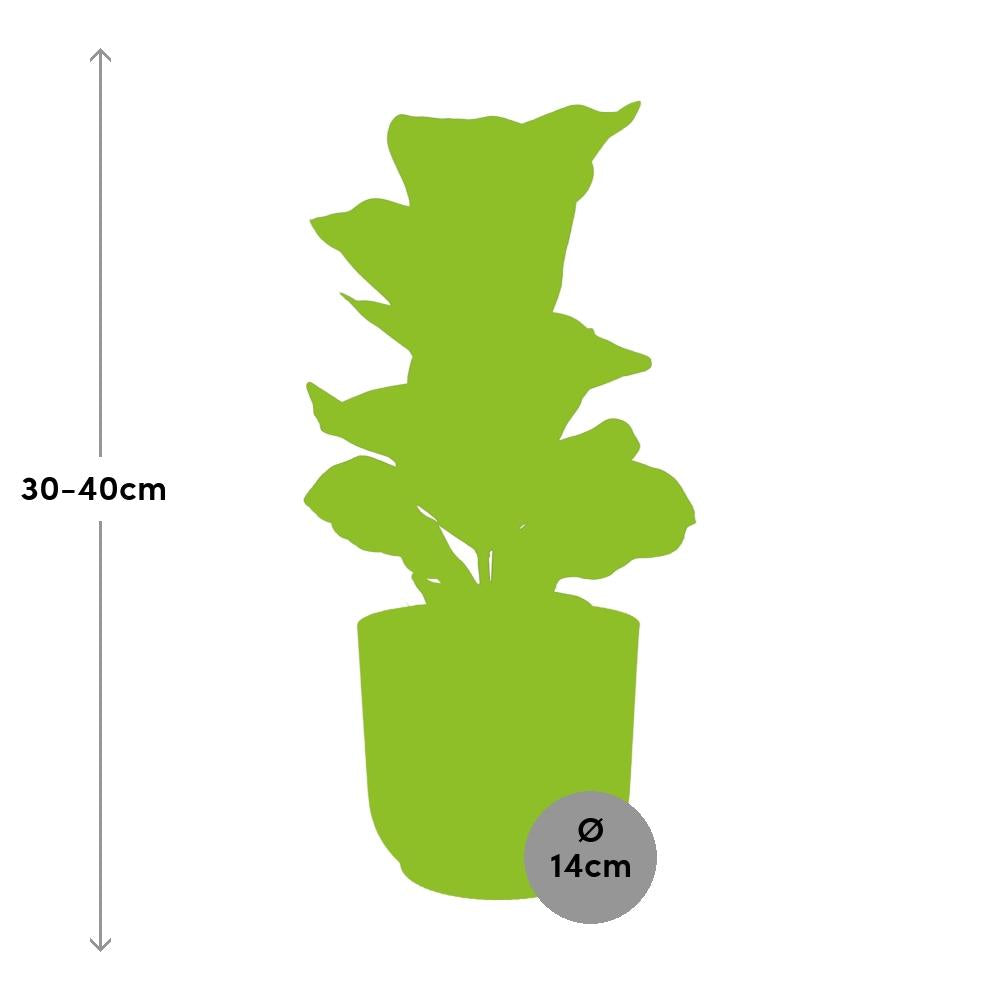 Ficus Lyrata ‘Bambino’ – Pflegeleichte Zimmerpflanze im ELHO Vibes Fold Topf