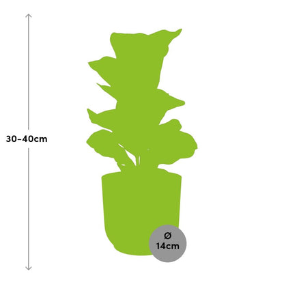 Ficus Lyrata ‘Bambino’ – Pflegeleichte Zimmerpflanze im ELHO Vibes Fold Topf
