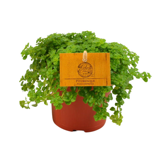 Pilea Depressa – Bubikopf Zimmerpflanze Ø12cm, pflegeleicht