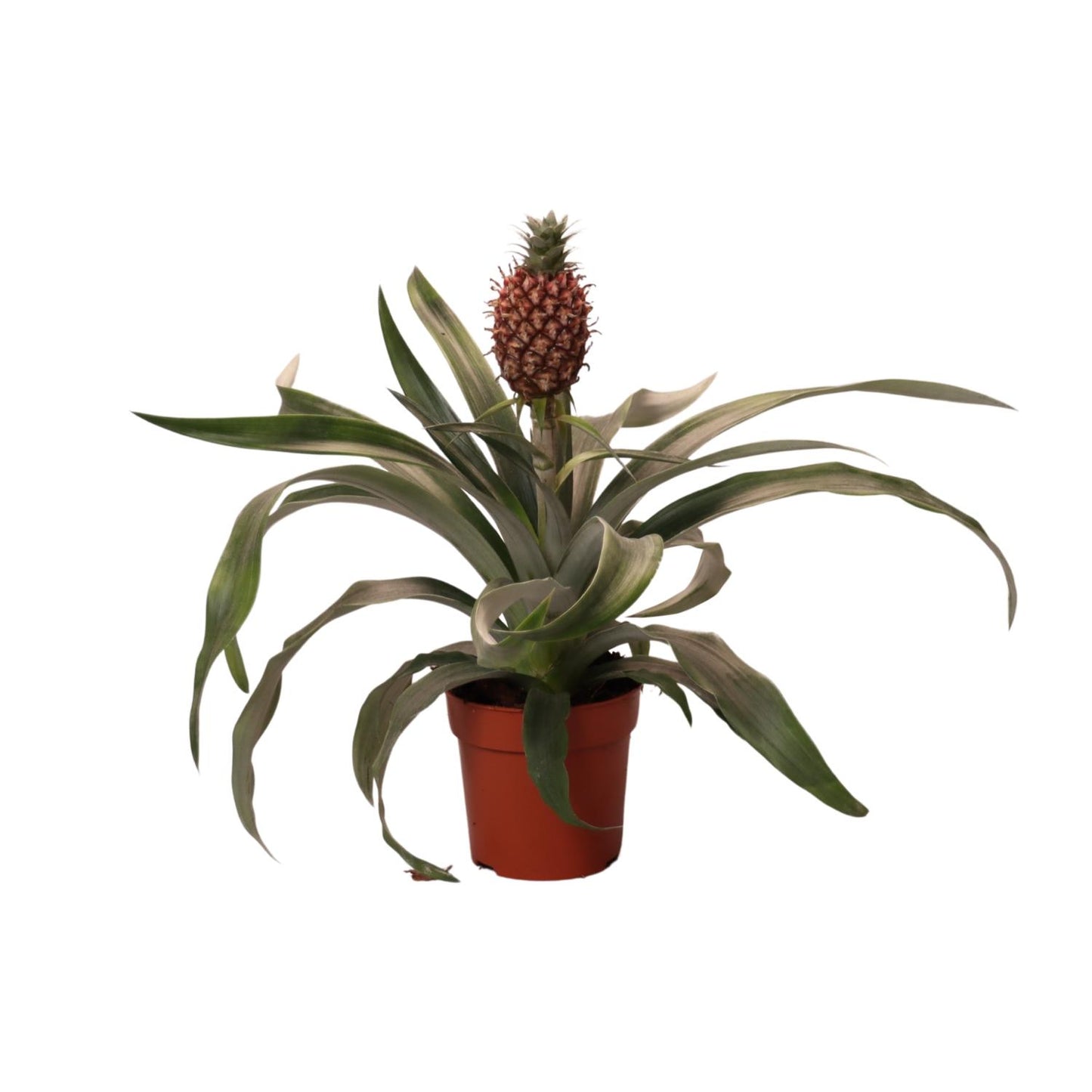 Ananas-Pflanze Rosita – Ø12cm, 35cm Höhe, pflegeleicht
