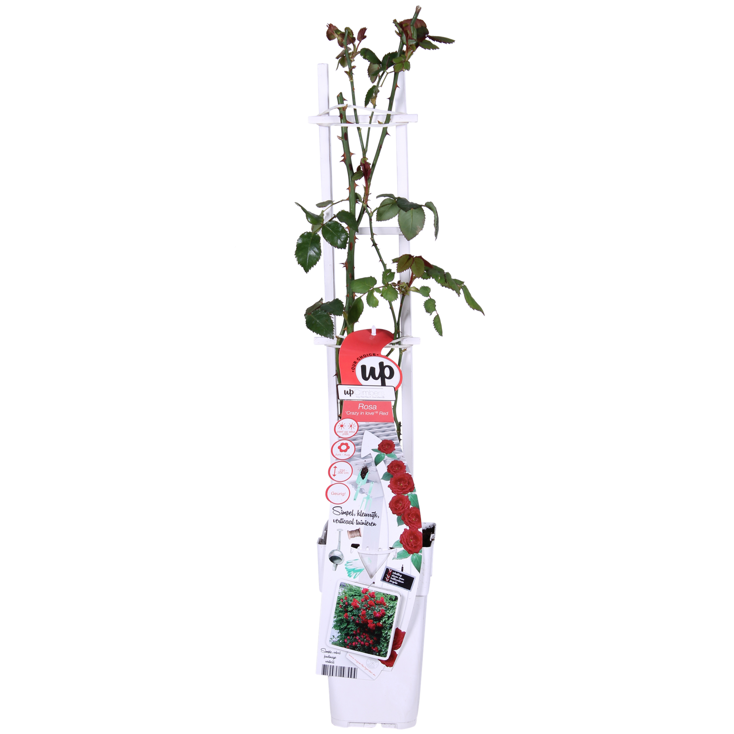 Rose Crazy in Love 'Red' – Leuchtende Gartenrose, 65 cm