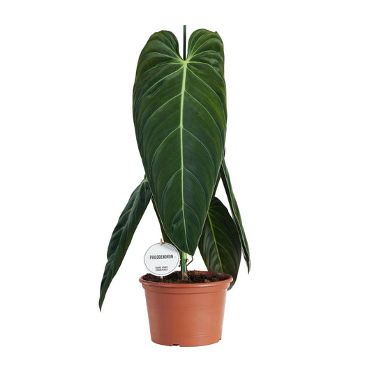 Philodendron Melanochrysum – Pflegeleichte tropische Zimmerpflanze Ø21cm