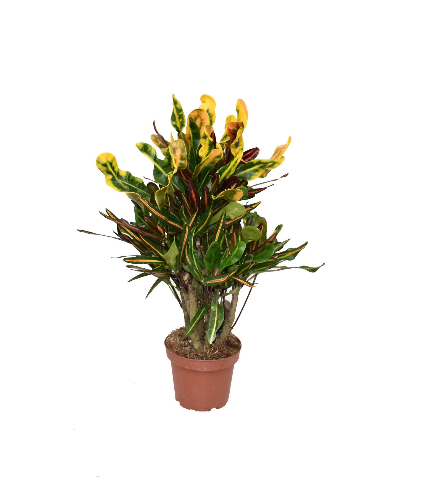 Croton Mammi – farbenfrohe, pflegeleichte Zimmerpflanze