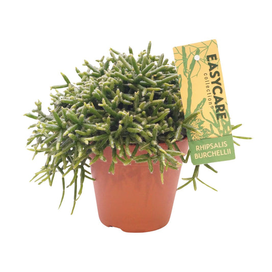 Rhipsalis Burchellii – Pflegeleichter Hängekaktus Ø12cm