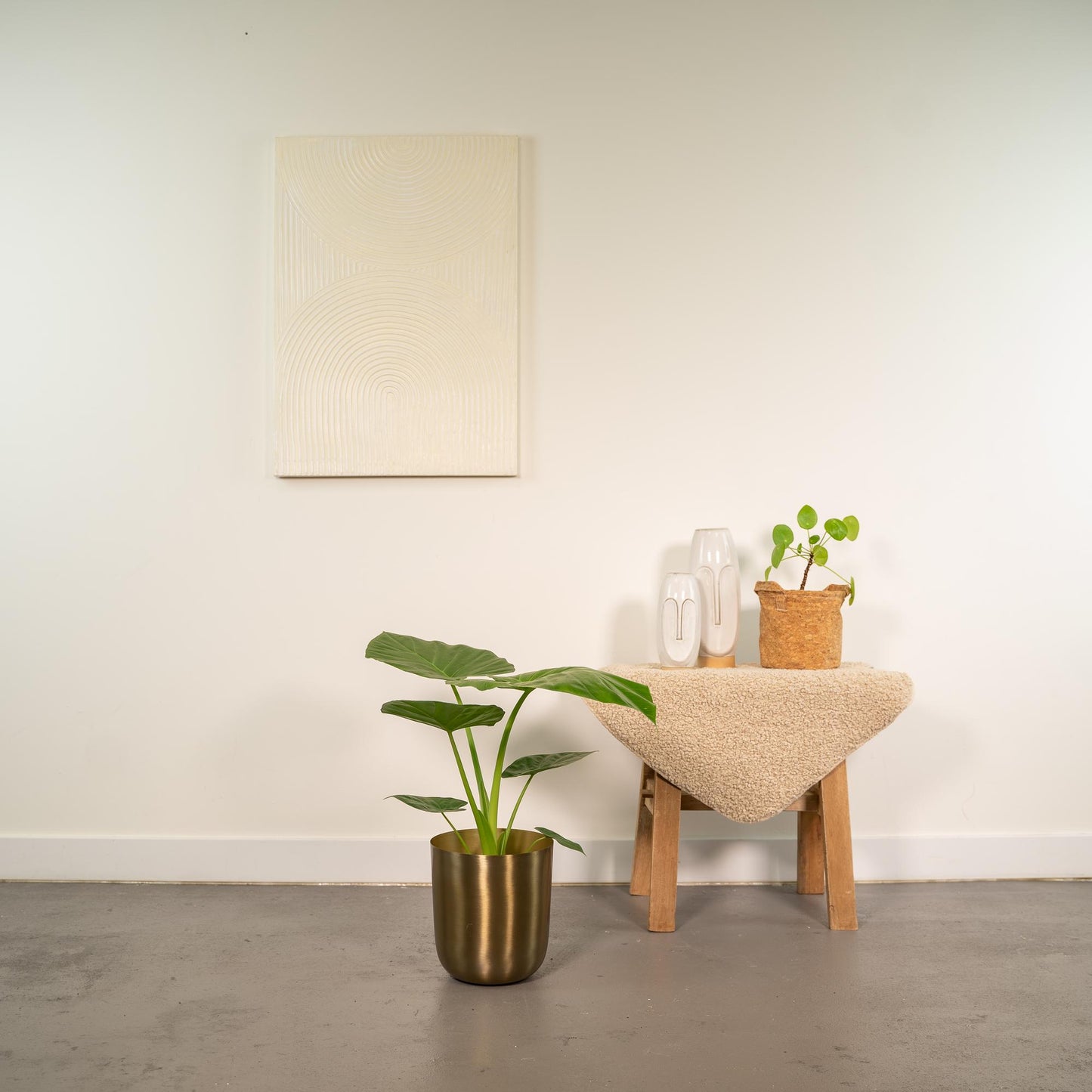 Alocasia Macrorrhiza Elefantenohr im Goldtopf, 70 cm