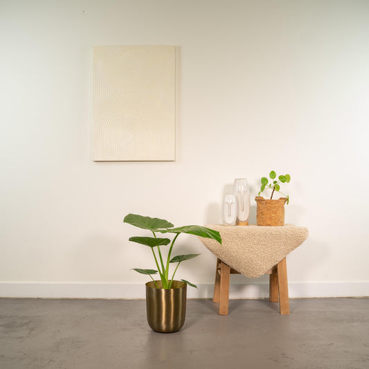 Alocasia Macrorrhiza Elefantenohr im Goldtopf, 70 cm