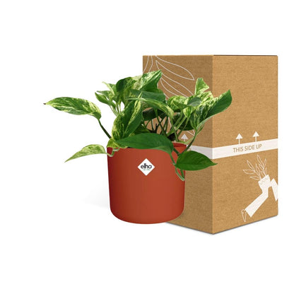 Scindapsus Marble Queen – Pflegeleichte Zimmerpflanze 14cm