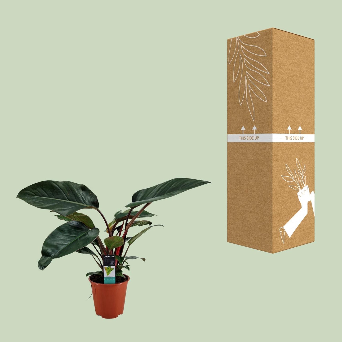 Philodendron Congo Rojo – Pflegeleichte Zimmerpflanze Ø19cm