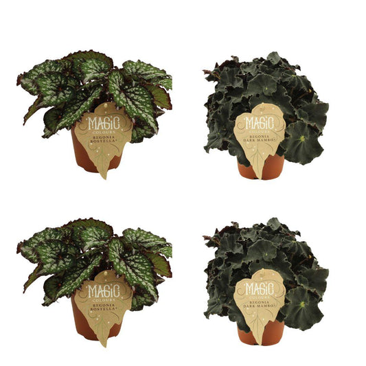 4er Set Begonie Rex Bostella & Dark Mambo Ø12cm